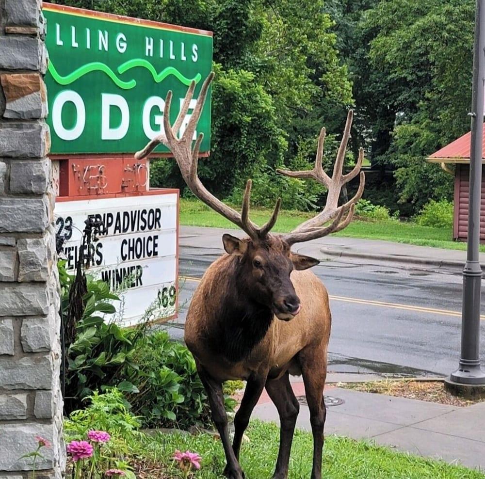 Rolling Hills Lodge photo 15