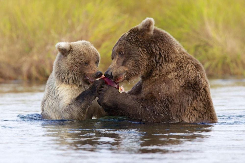 Great Alaska Adventures Lodge photo 22