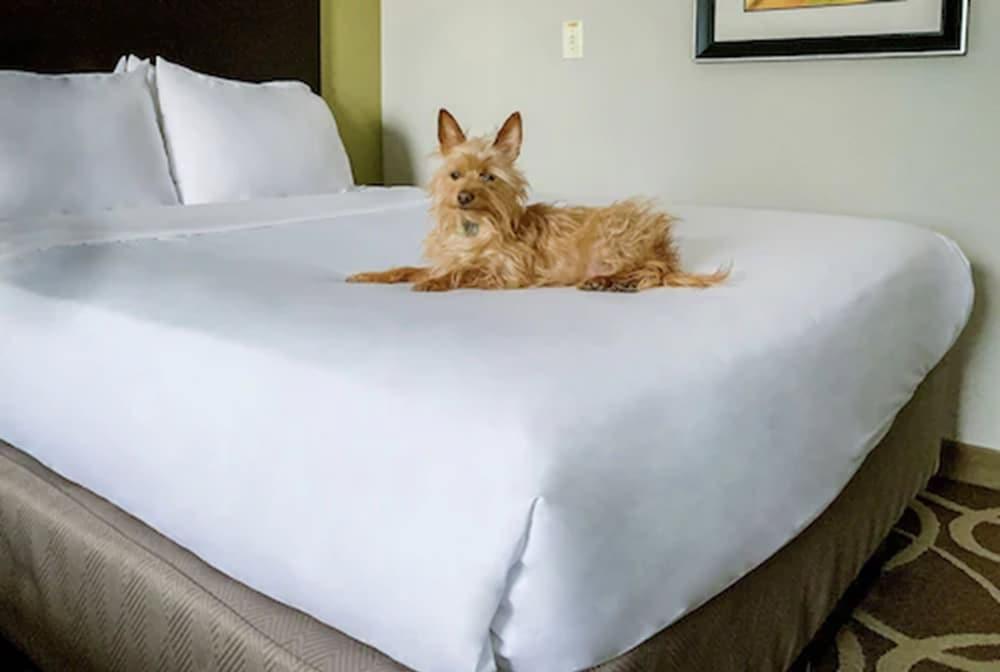 Elimwood Hotel, a Ramada by Wyndham photo 6