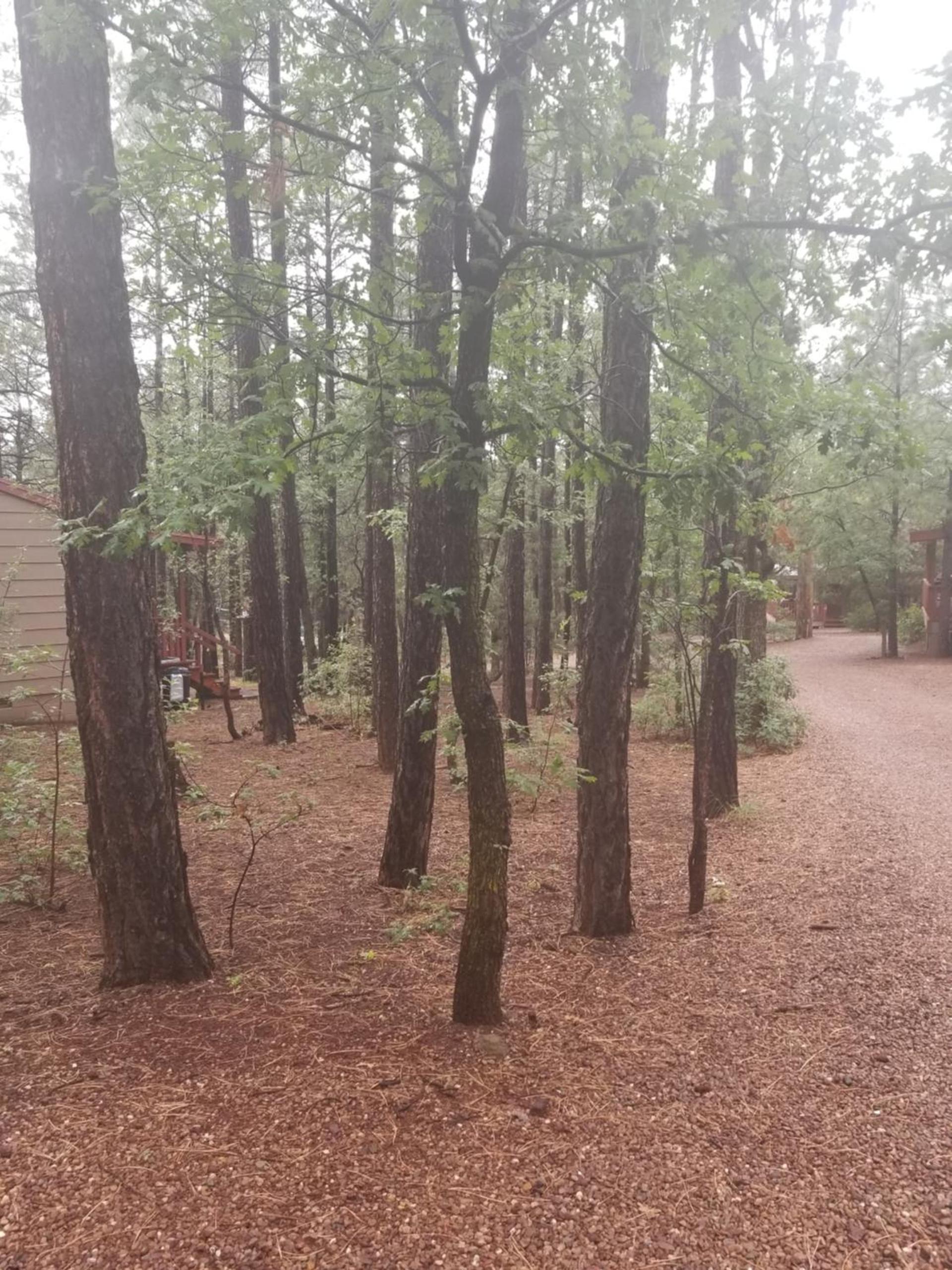 Northwoods Resort Cabins photo 2