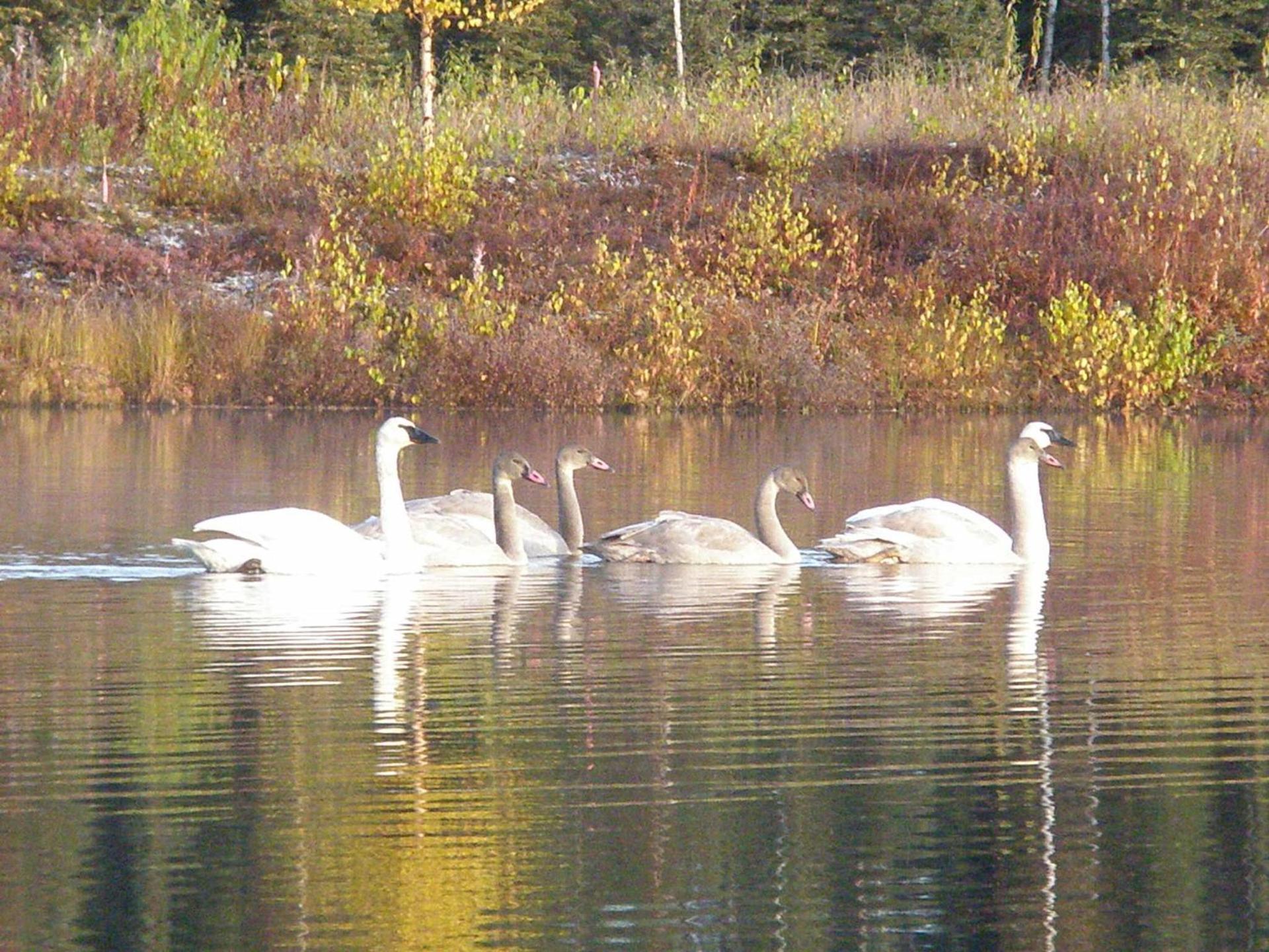 Talkeetna Lakeside Cabins photo 19