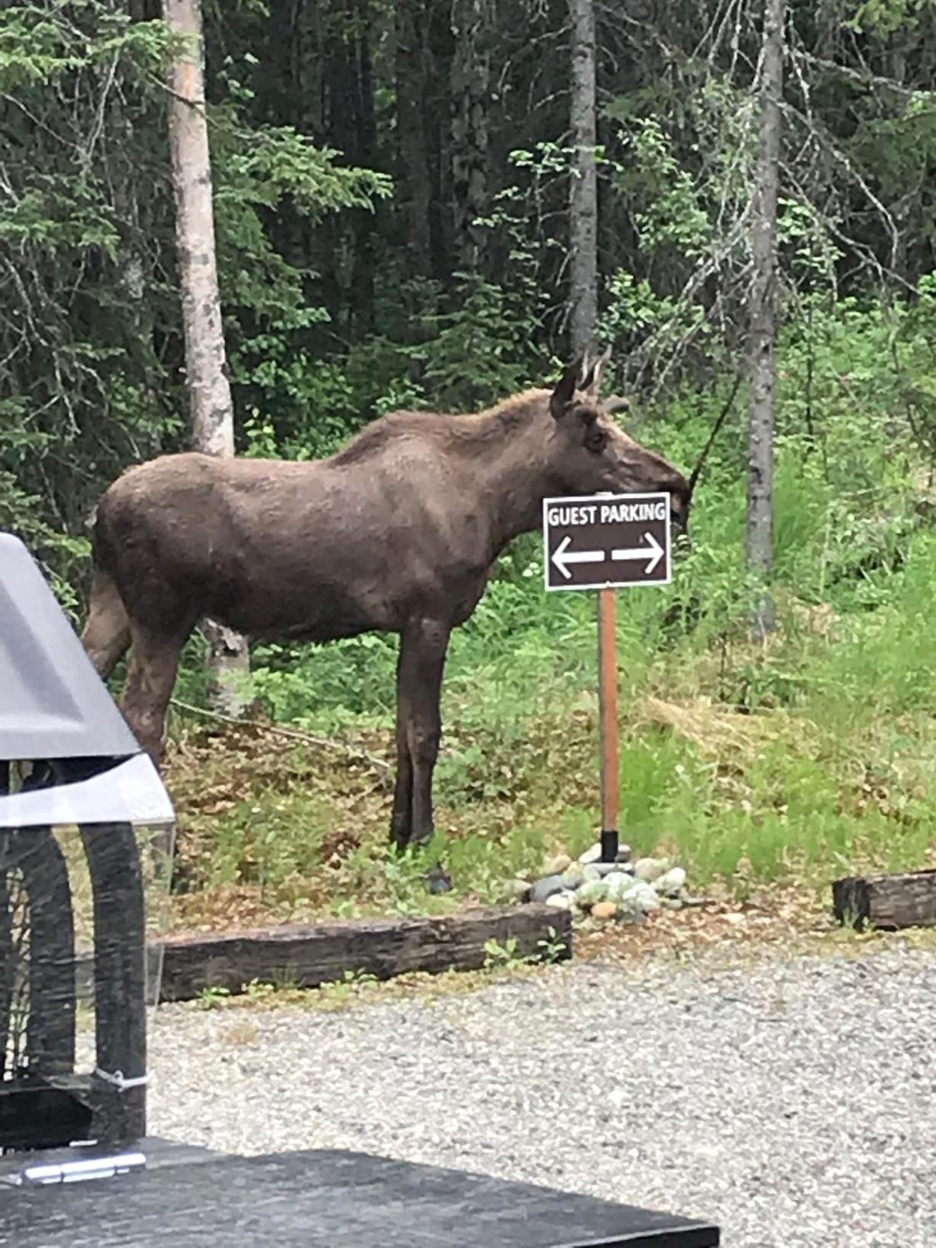 Talkeetna Lakeside Cabins photo 13