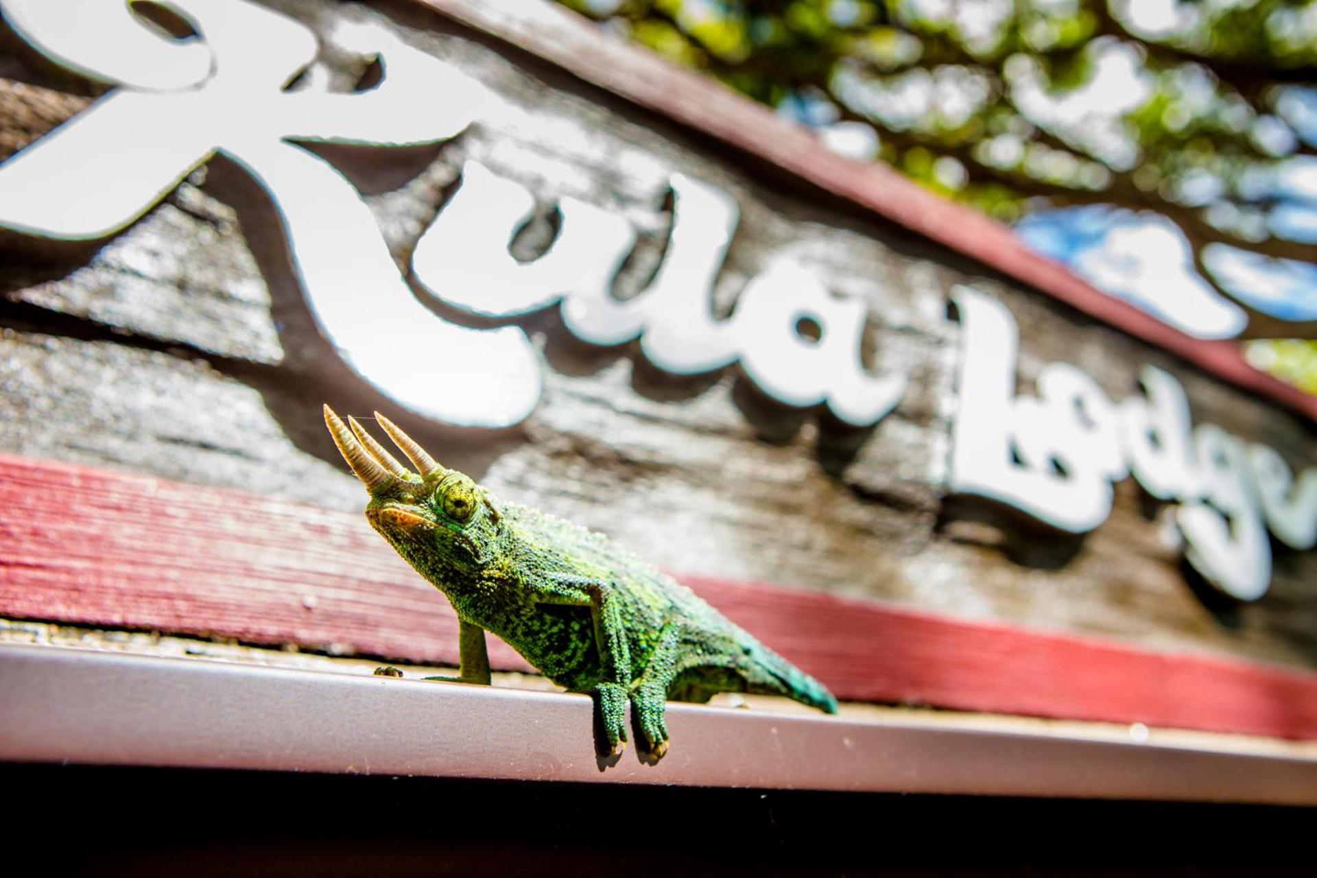 Kula Lodge photo 7