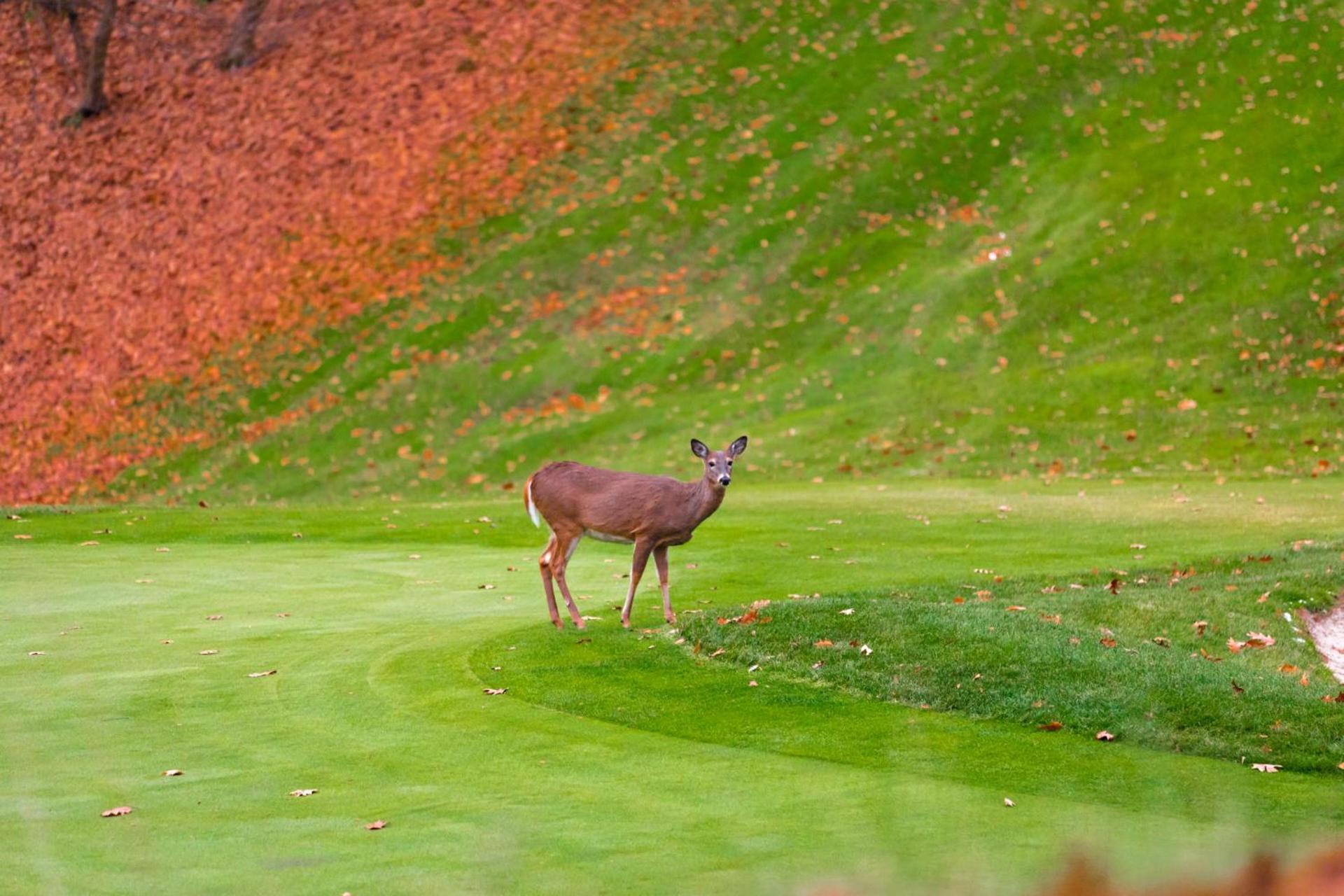 Crown Resorts at Wolf Run photo 56