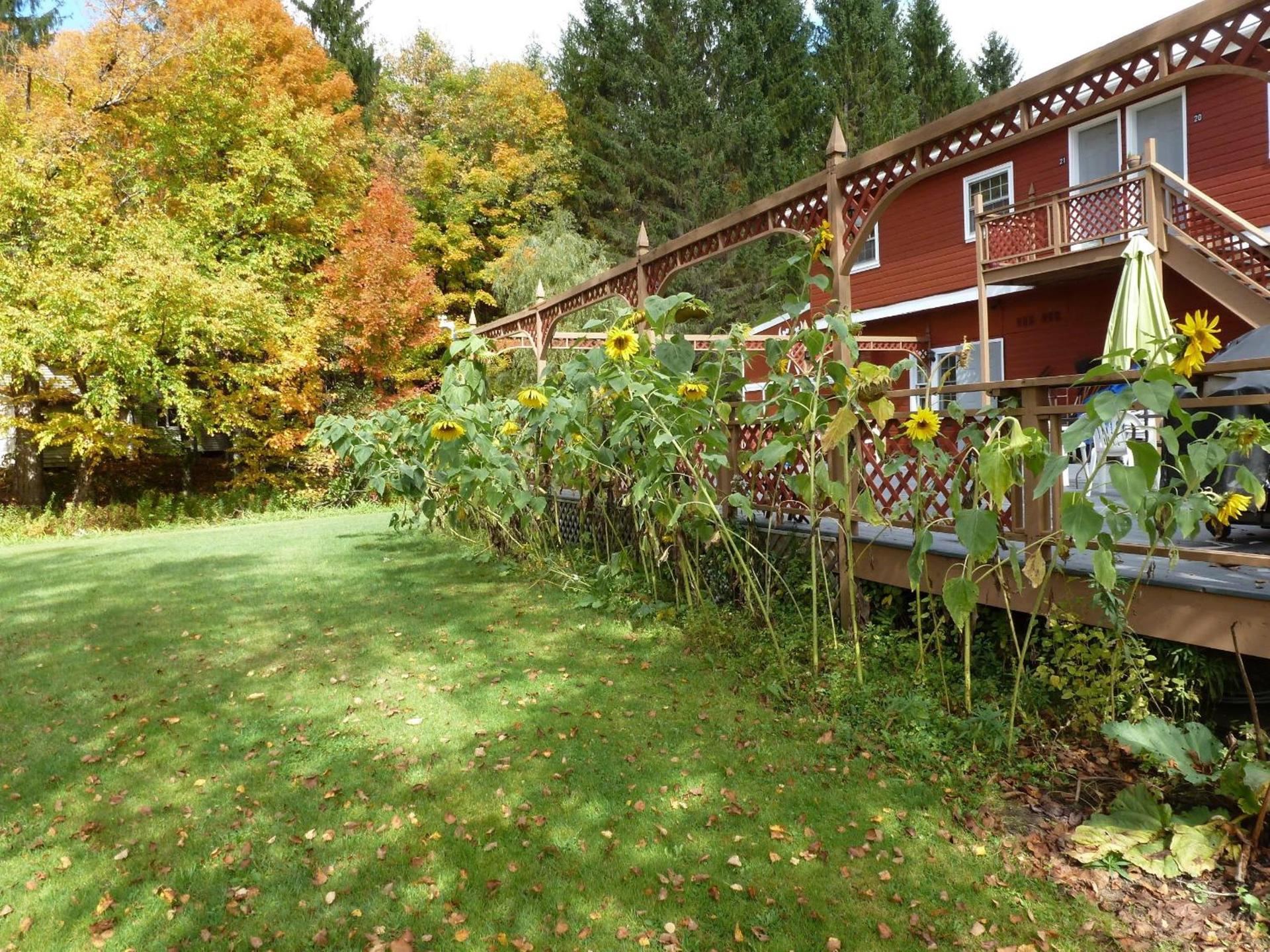 Viking Motel photo 21