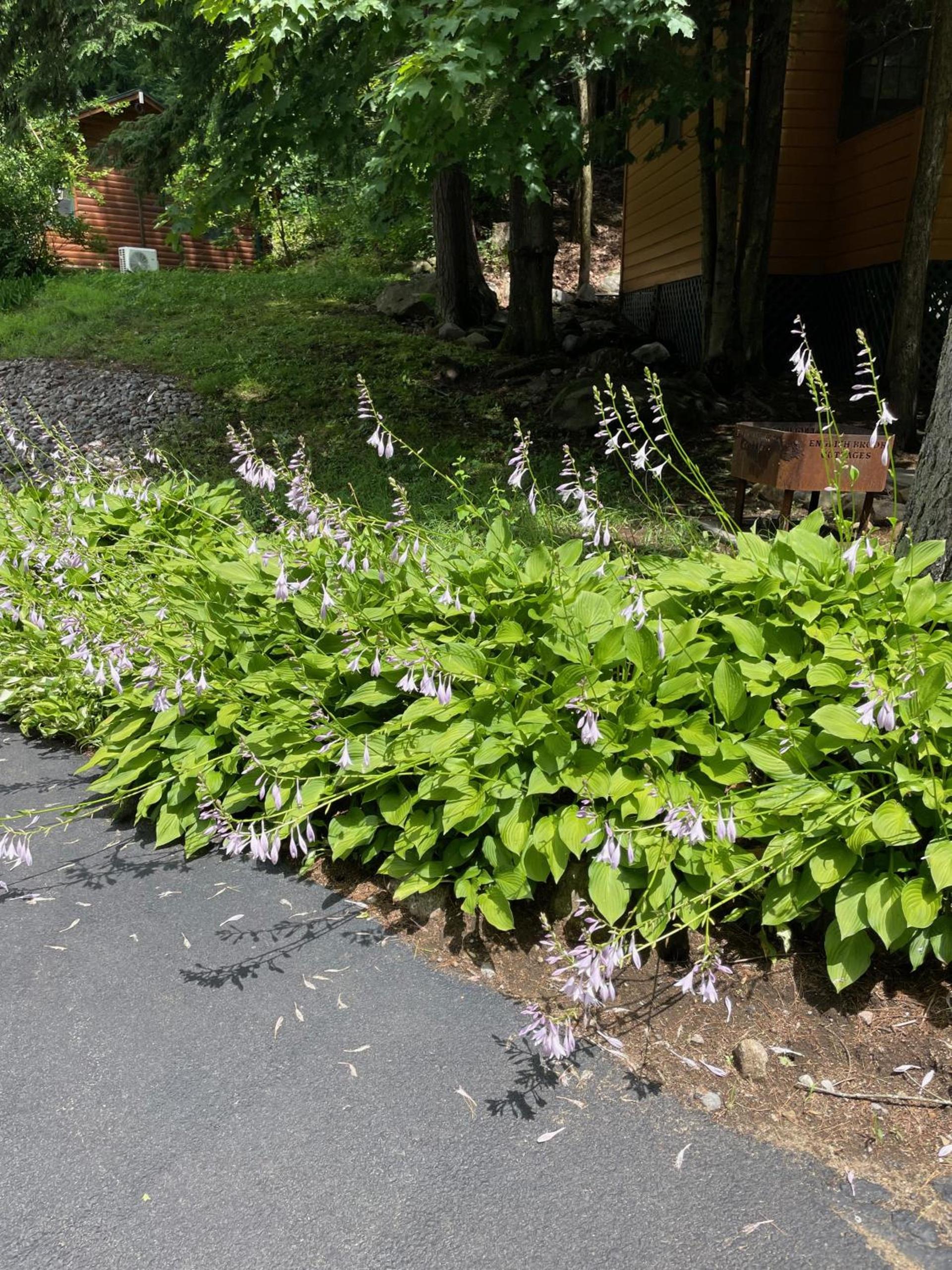 English Brook Cottages photo 54