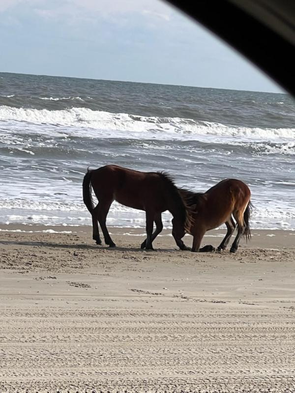 Wild Horse Inn photo 32